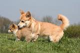 CORGI PEMBROKE 1288